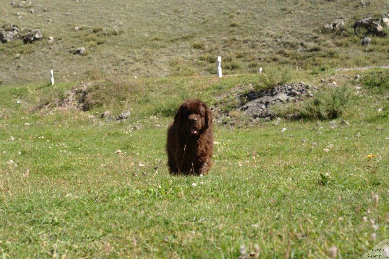 Фото: ньюфаундленд Ispolin iz Carstva Medvedey (Исполин из Царства Медведей)
