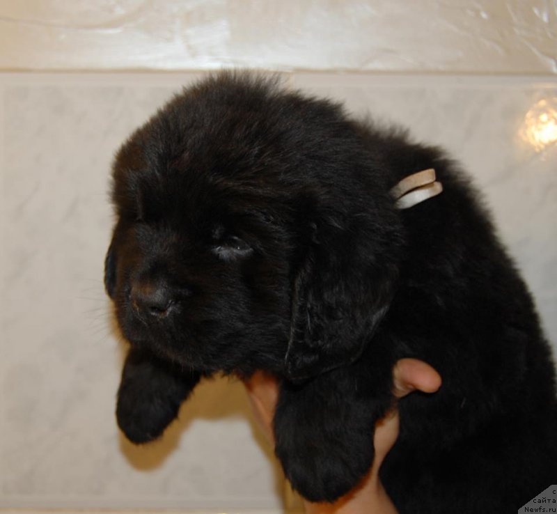 Фото: ньюфаундленд Chardonnay Kara Deniz