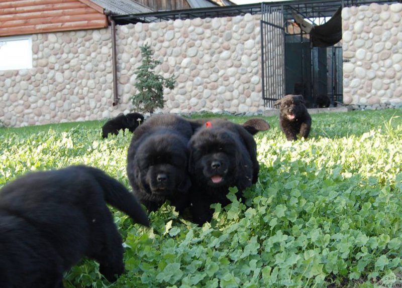 Фото: ньюфаундленд Ih Visochestvo Gloria Airis (Их Высочество Глория Айрис)