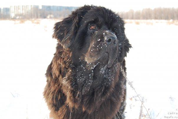 Фото: ньюфаундленд Ottava (Оттава)