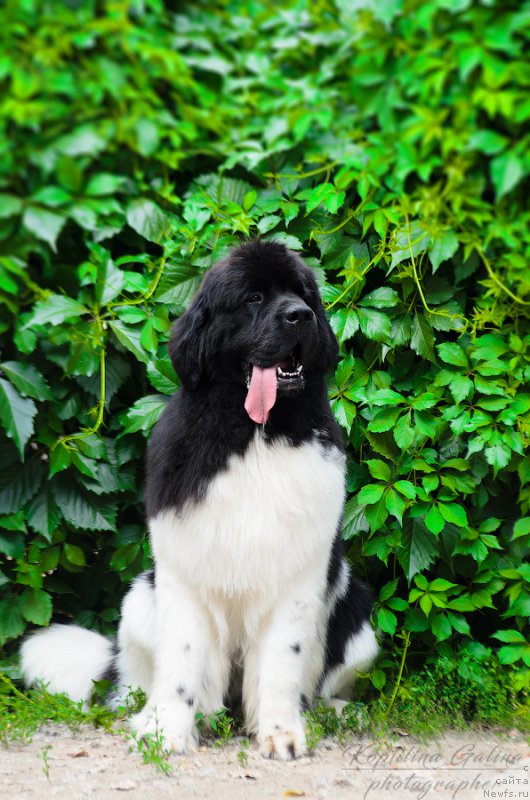 Фотография № 212378