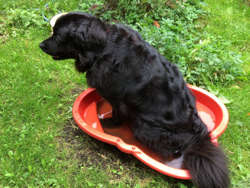 Фото: ньюфаундленд Bonni Flayt (Бонни Флайт)