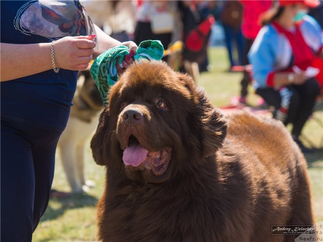Фото: ньюфаундленд Fakturnyi Frukt s Berega Dona (Фактурный Фрукт с Берега Дона)