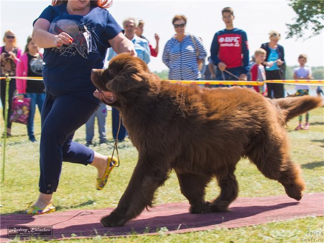 Фото: ньюфаундленд Fakturnyi Frukt s Berega Dona (Фактурный Фрукт с Берега Дона)