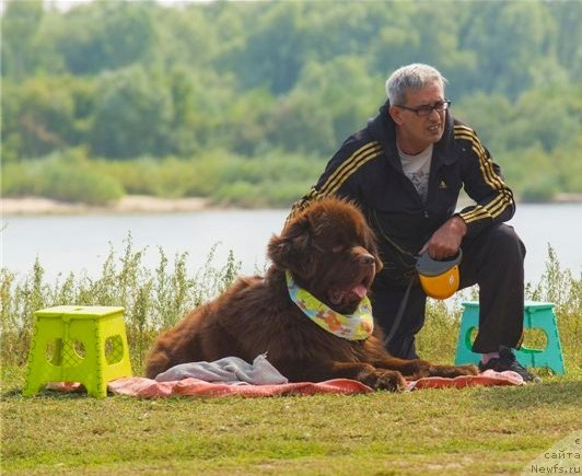 Фото: ньюфаундленд Fakturnyi Frukt s Berega Dona (Фактурный Фрукт с Берега Дона)