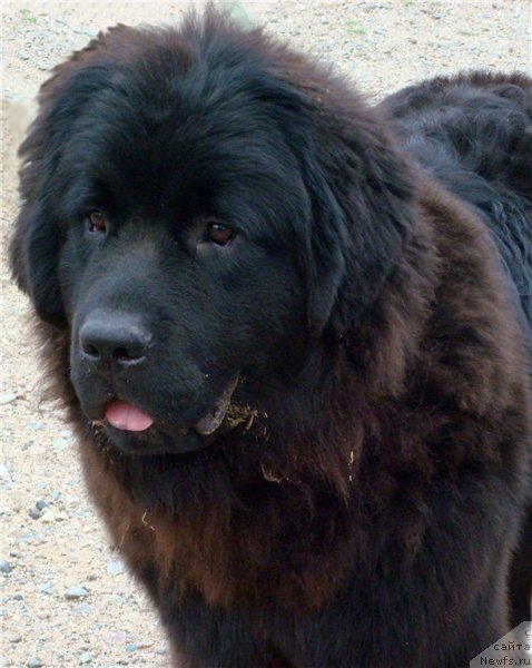 Фотография № 212392