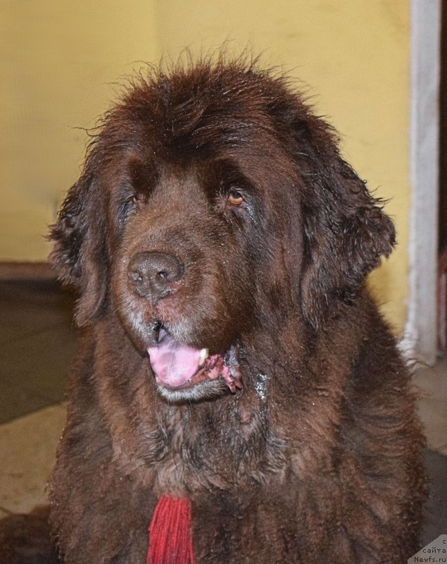 Фото: ньюфаундленд Funnewf Gospozha Udacha (Фанньюф Госпожа Удача)