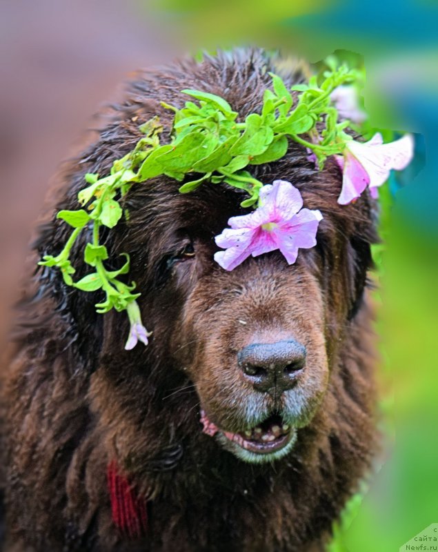 Фото: ньюфаундленд Funnewf Gospozha Udacha (Фанньюф Госпожа Удача)