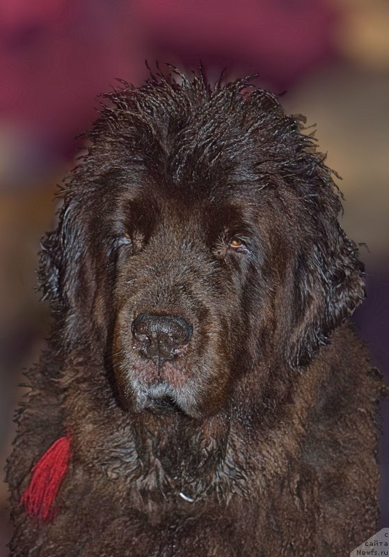 Фото: ньюфаундленд Funnewf Gospozha Udacha (Фанньюф Госпожа Удача)