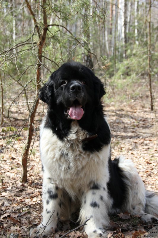 Фото: ньюфаундленд Archibald Good Win Super Mishka (Арчибальд Гуд Вин Супер Мишка)