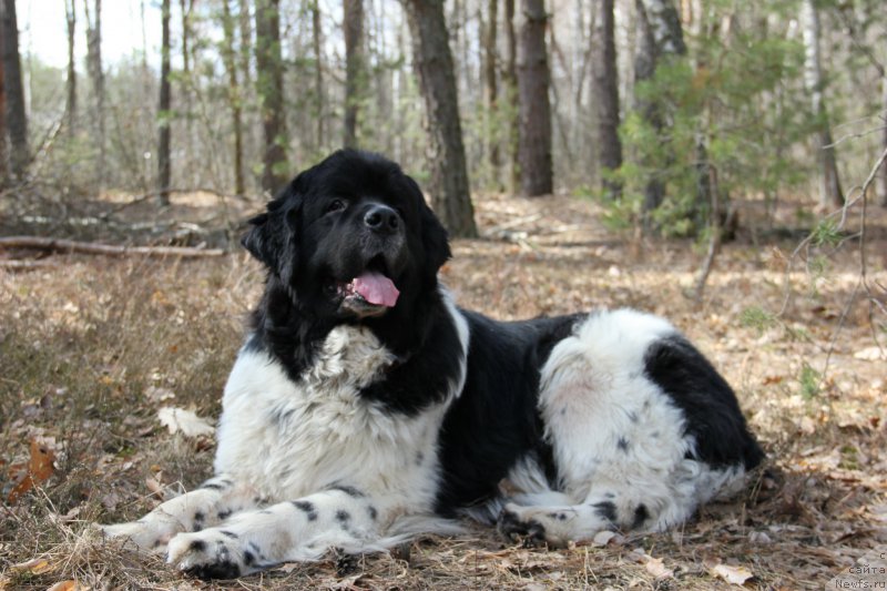 Фото: ньюфаундленд Archibald Good Win Super Mishka (Арчибальд Гуд Вин Супер Мишка)