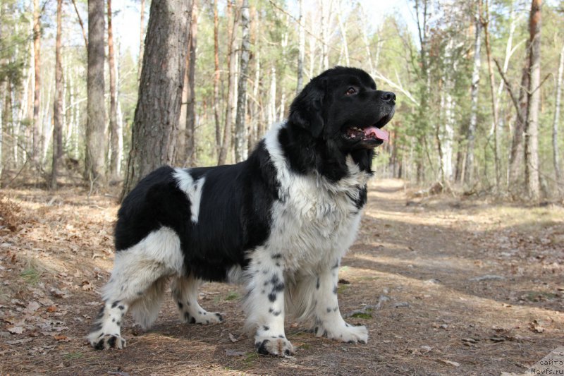 Фото: ньюфаундленд Archibald Good Win Super Mishka (Арчибальд Гуд Вин Супер Мишка)