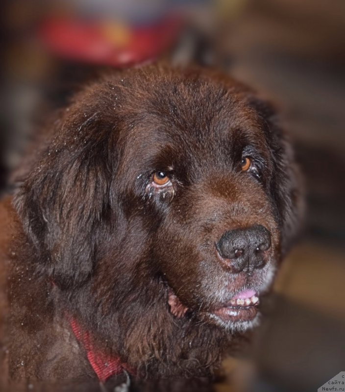 Фото: ньюфаундленд Smigar Rishel Lady Fortuna (Смигар Ришель Леди Фортуна)