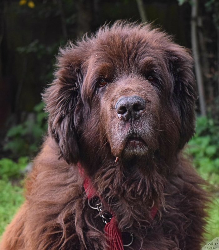 Фото: ньюфаундленд Smigar Rishel Lady Fortuna (Смигар Ришель Леди Фортуна)