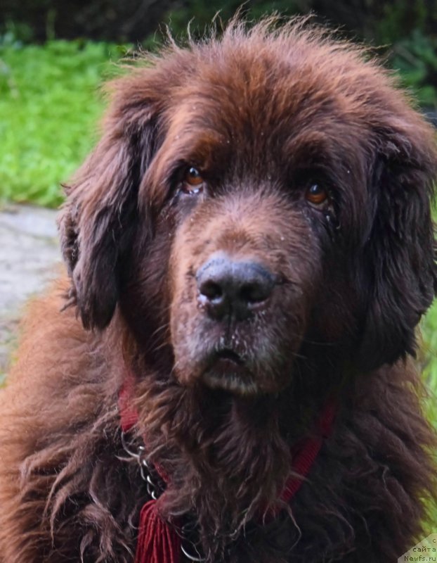 Фото: ньюфаундленд Smigar Rishel Lady Fortuna (Смигар Ришель Леди Фортуна)