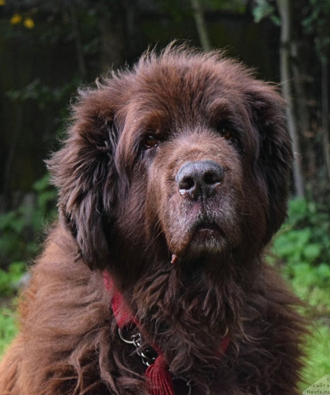 Фото: ньюфаундленд Smigar Rishel Lady Fortuna (Смигар Ришель Леди Фортуна)