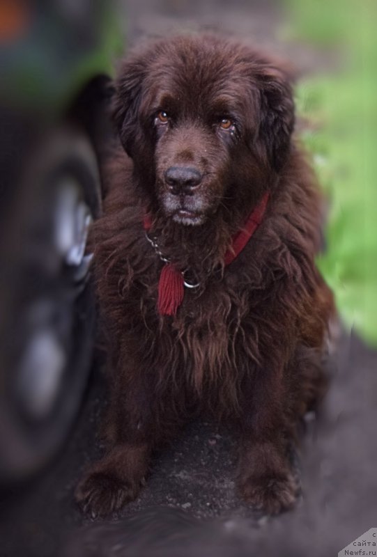 Фото: ньюфаундленд Smigar Rishel Lady Fortuna (Смигар Ришель Леди Фортуна)