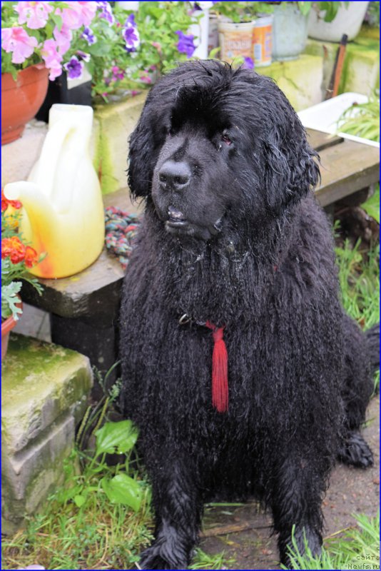 Фото: ньюфаундленд Funnewf Uletnaya Devchenka (Фанньюф Улетная Девчонка)