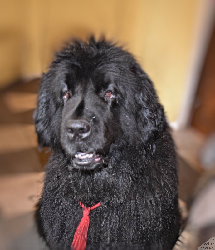 Фото: ньюфаундленд Funnewf Uletnaya Devchenka (Фанньюф Улетная Девчонка)