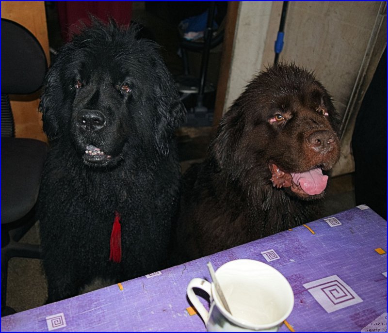 Фото: [d9247][d12531]