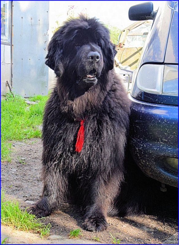 Фото: ньюфаундленд Funnewf Uletnaya Devchenka (Фанньюф Улетная Девчонка)