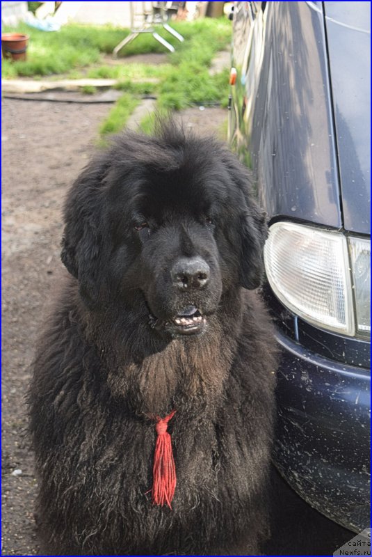 Фото: ньюфаундленд Funnewf Uletnaya Devchenka (Фанньюф Улетная Девчонка)