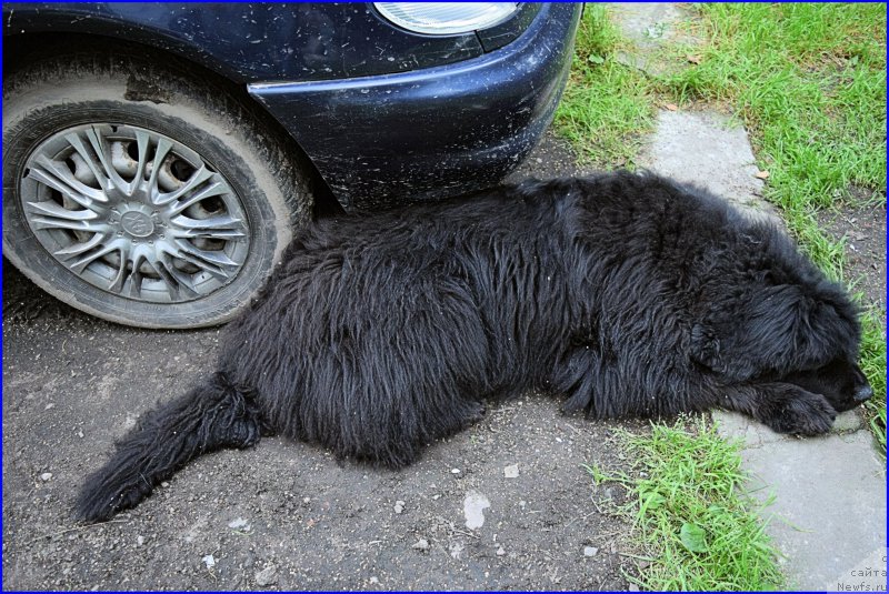 Фото: ньюфаундленд Funnewf Uletnaya Devchenka (Фанньюф Улетная Девчонка)