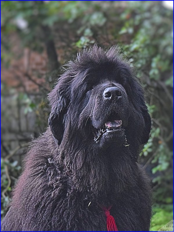 Фото: ньюфаундленд Funnewf Uletnaya Devchenka (Фанньюф Улетная Девчонка)