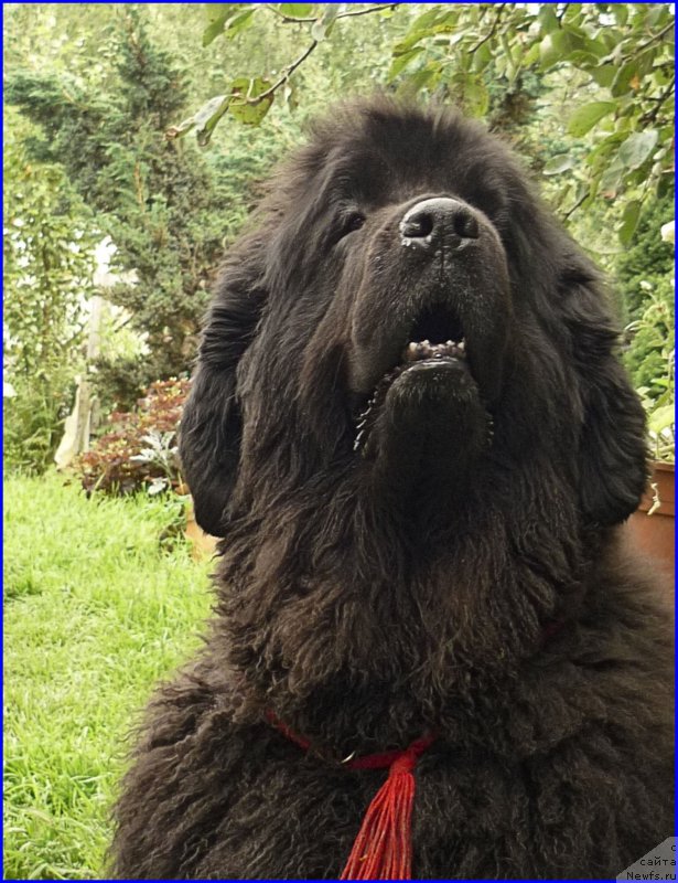 Фото: ньюфаундленд Funnewf Uletnaya Devchenka (Фанньюф Улетная Девчонка)