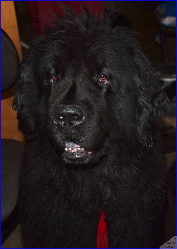 Фото: ньюфаундленд Funnewf Uletnaya Devchenka (Фанньюф Улетная Девчонка)