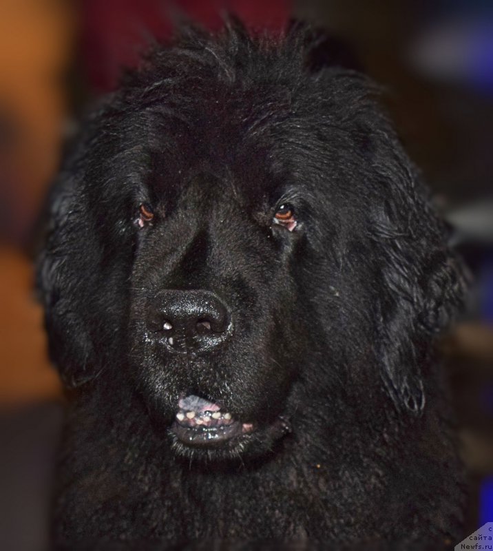 Фото: ньюфаундленд Funnewf Uletnaya Devchenka (Фанньюф Улетная Девчонка)