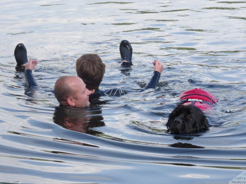 Фото: ньюфаундленд Brownblood MSK Zhansaya Shuli (Браунблад МСК Жансая Шули)