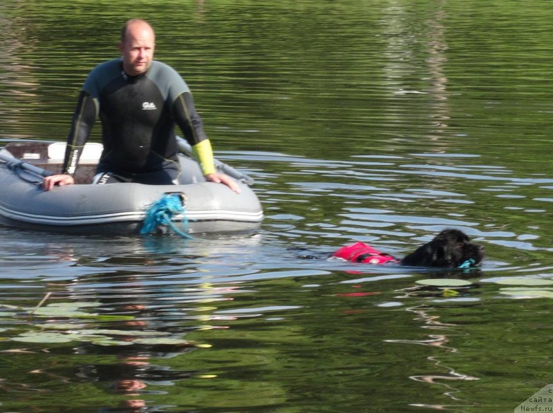 Фото: ньюфаундленд Brownblood MSK Zhansaya Shuli (Браунблад МСК Жансая Шули)