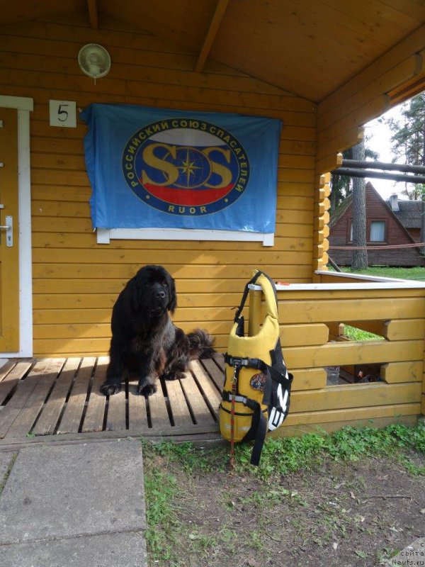 Фото: ньюфаундленд Brownblood MSK Zhansaya Shuli (Браунблад МСК Жансая Шули)