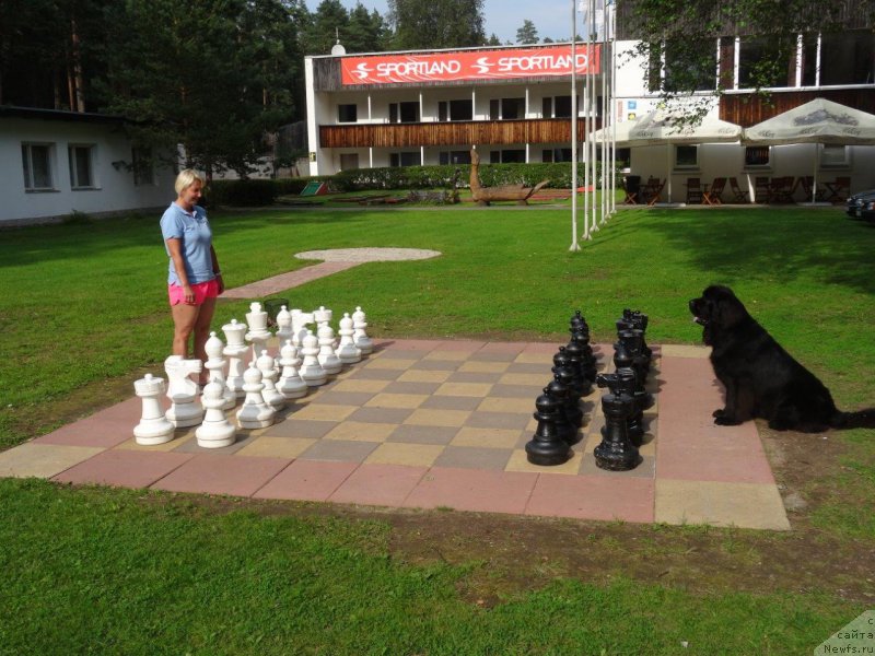 Фото: ньюфаундленд Brownblood MSK Zhansaya Shuli (Браунблад МСК Жансая Шули)
