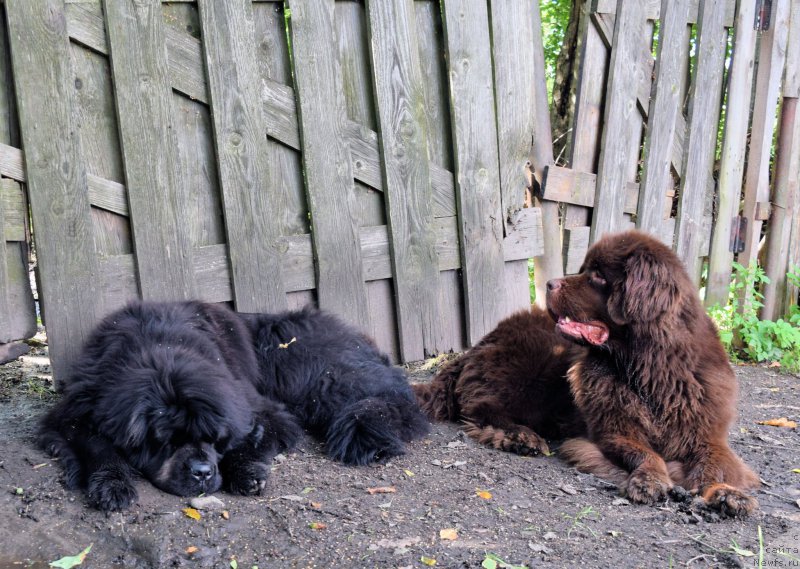 Фото: ньюфаундленд Fann'yuf Tinkerbel' Skazochnaya Princessa (Фанньюф Тинкербель Сказочная Принцесса)