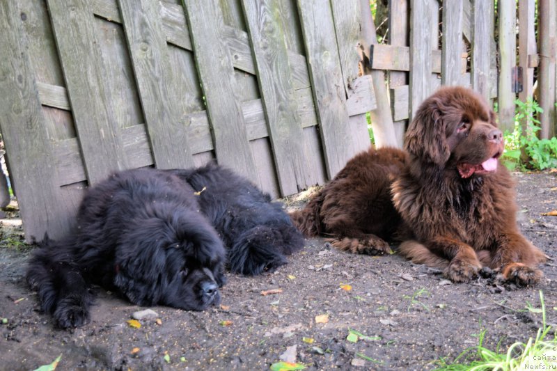 Фото: ньюфаундленд Fann'yuf Tinkerbel' Skazochnaya Princessa (Фанньюф Тинкербель Сказочная Принцесса)