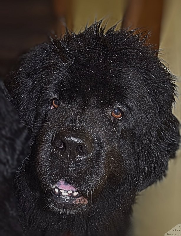 Фото: ньюфаундленд Fann'yuf Tinkerbel' Skazochnaya Princessa (Фанньюф Тинкербель Сказочная Принцесса)