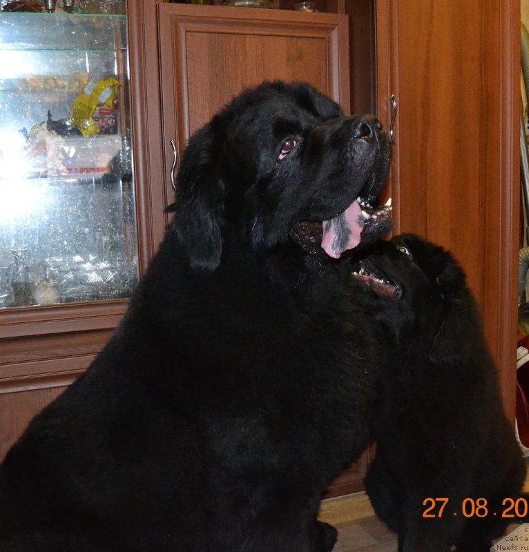 Фото: ньюфаундленд CHernyiy Balu Intriga Istinyi (Черный Балу Интрига Истины), ньюфаундленд Zhdanny Syn Vialiki Miadzvedz