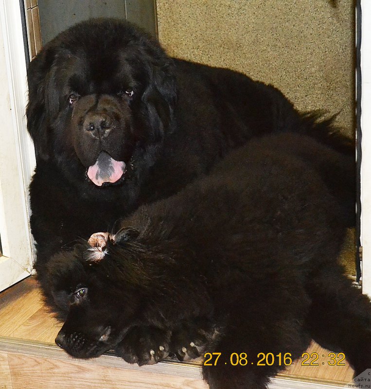 Фото: ньюфаундленд CHernyiy Balu Intriga Istinyi (Черный Балу Интрига Истины), ньюфаундленд Zhdanny Syn Vialiki Miadzvedz