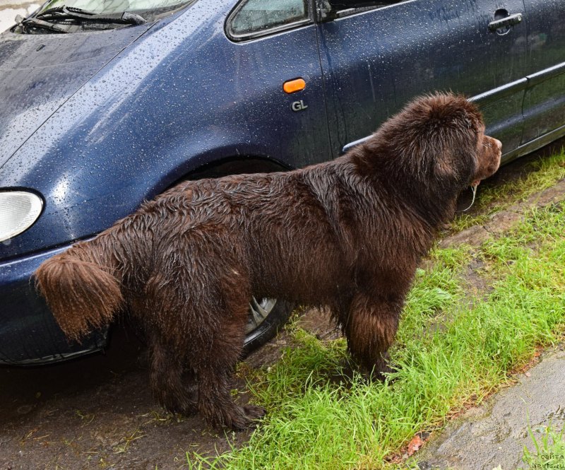 Фото: ньюфаундленд Fann'yuf Jelannaya Madmuazel' SHante Blyuz (Фанньюф Желанная Мадмуазель Шанте Блюз)