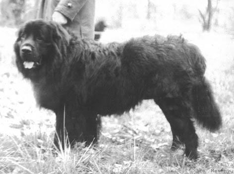 Фото: ньюфаундленд Dik Tay (Дик Тай)