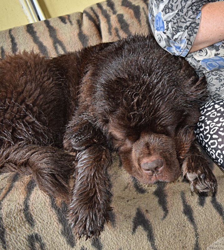 Фото: ньюфаундленд Fann'yuf Jelannaya Madmuazel' SHante Blyuz (Фанньюф Желанная Мадмуазель Шанте Блюз)