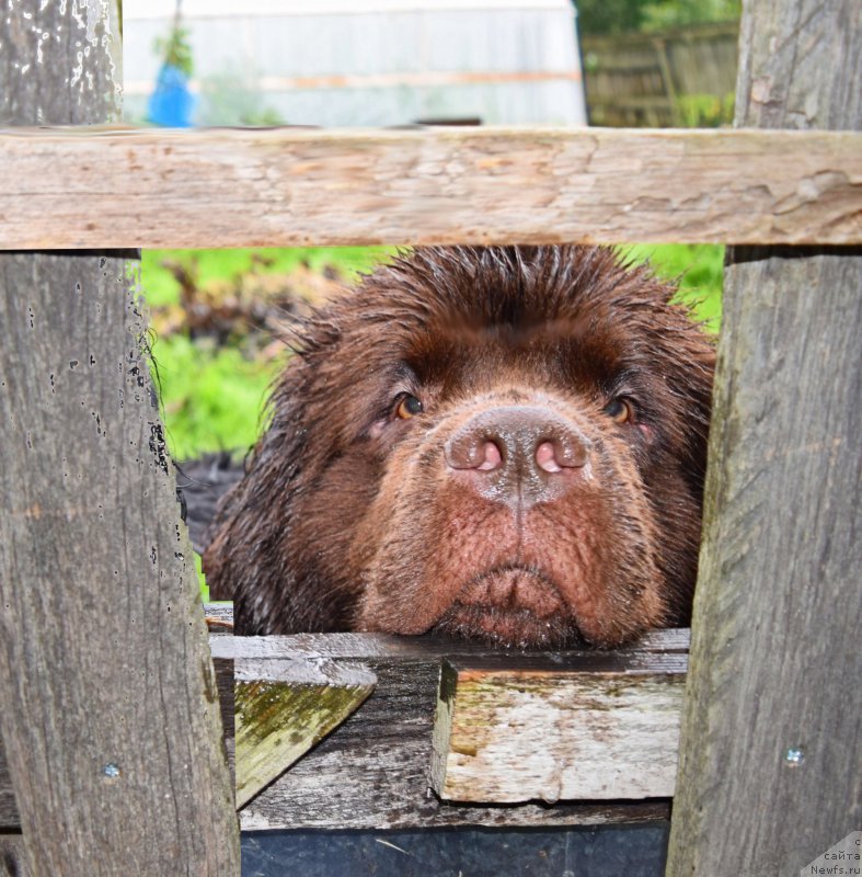 Фото: ньюфаундленд Fann'yuf Jelannaya Madmuazel' SHante Blyuz (Фанньюф Желанная Мадмуазель Шанте Блюз)