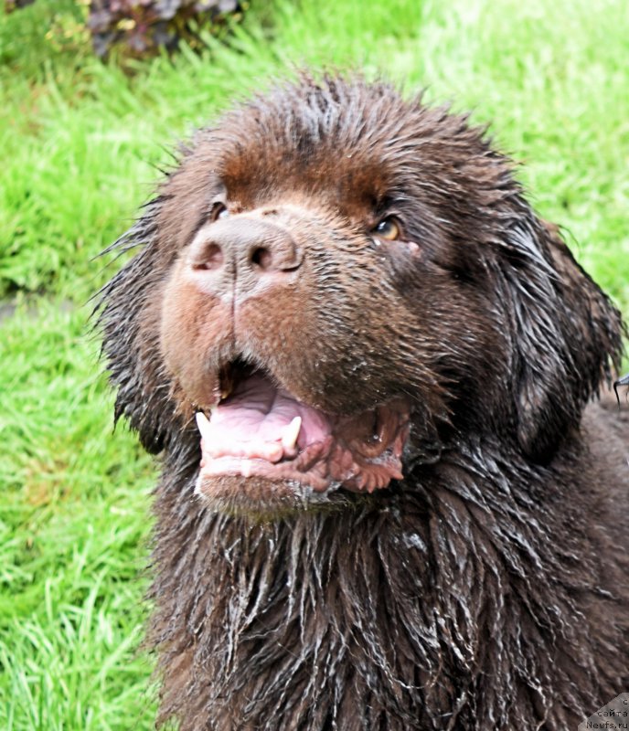 Фото: ньюфаундленд Fann'yuf Jelannaya Madmuazel' SHante Blyuz (Фанньюф Желанная Мадмуазель Шанте Блюз)