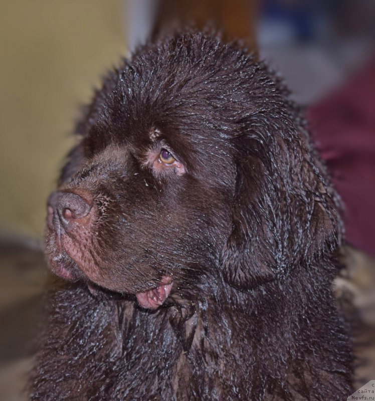 Фото: ньюфаундленд Fann'yuf Jelannaya Madmuazel' SHante Blyuz (Фанньюф Желанная Мадмуазель Шанте Блюз)