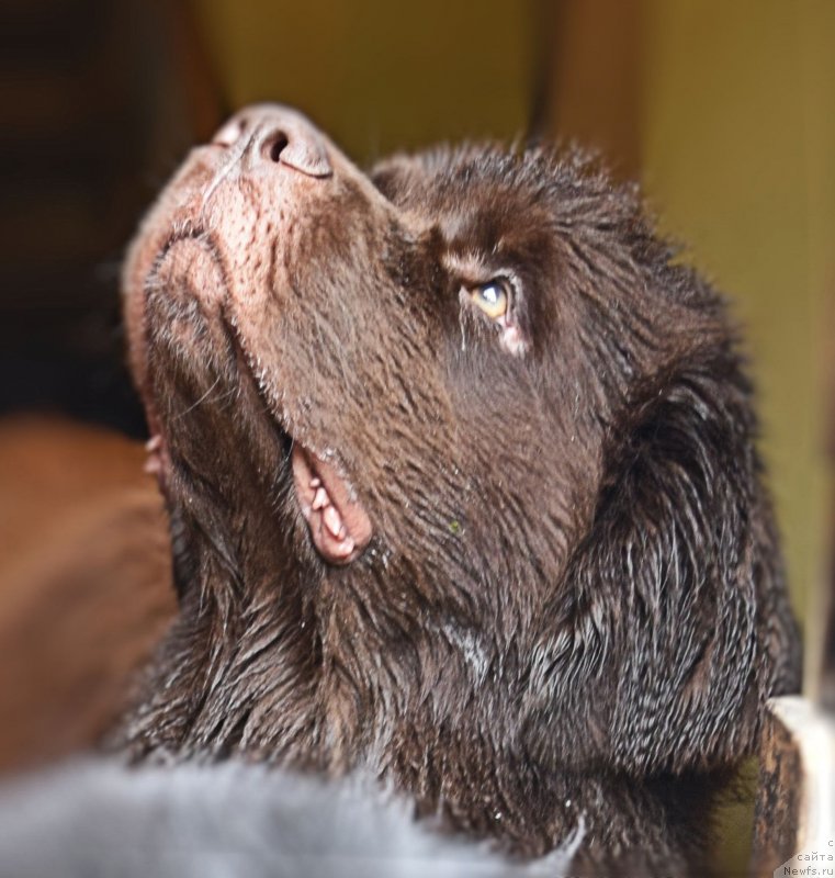 Фото: ньюфаундленд Fann'yuf Jelannaya Madmuazel' SHante Blyuz (Фанньюф Желанная Мадмуазель Шанте Блюз)