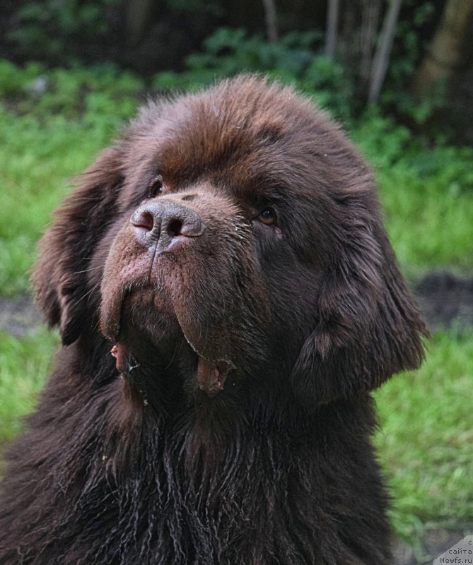 Фото: ньюфаундленд Fann'yuf Jelannaya Madmuazel' SHante Blyuz (Фанньюф Желанная Мадмуазель Шанте Блюз)