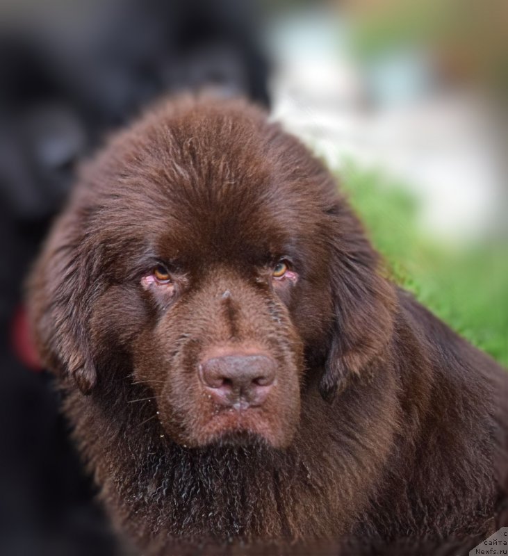 Фото: ньюфаундленд Fann'yuf Jelannaya Madmuazel' SHante Blyuz (Фанньюф Желанная Мадмуазель Шанте Блюз)