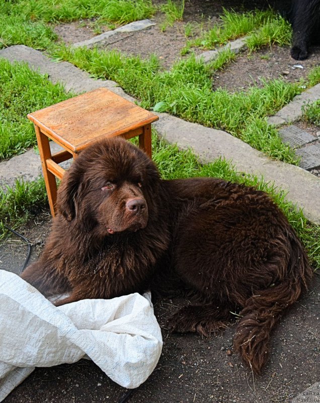 Фото: ньюфаундленд Fann'yuf Jelannaya Madmuazel' SHante Blyuz (Фанньюф Желанная Мадмуазель Шанте Блюз)